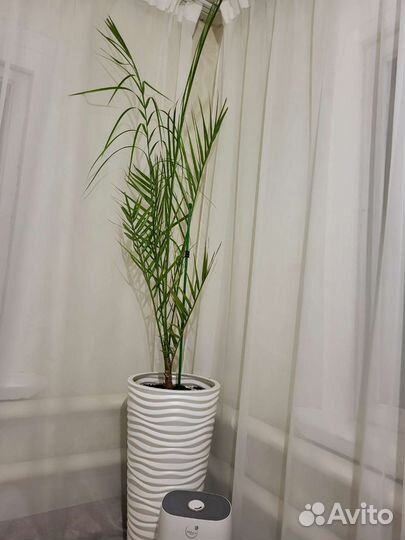 Финиковая пальма с горшком