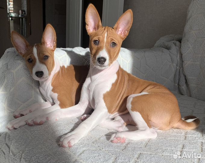 Щенки Басенджи