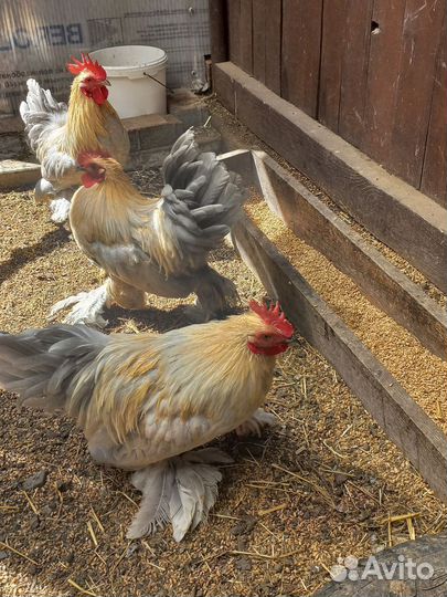 Декоративные петухи кохинхины не для еды