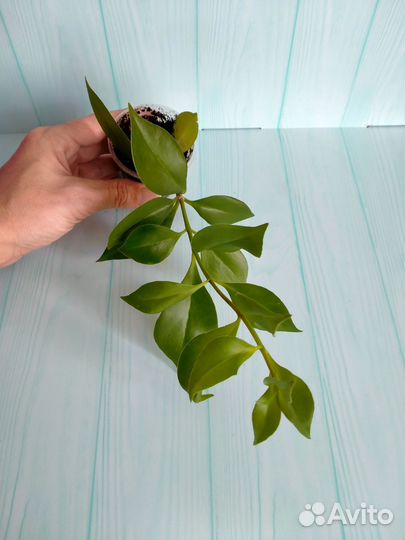 Эсхинантус 