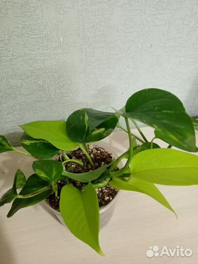 Комнатные растения