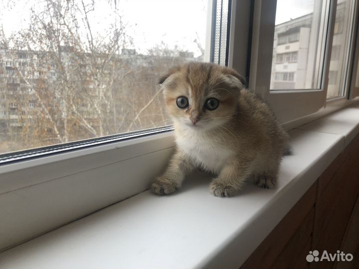 Золотая шиншилла
