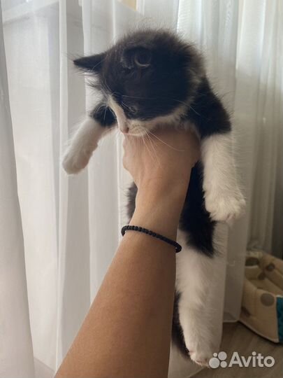 Котёнок в добрые руки бесплатно