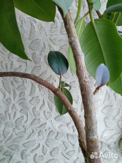 Фикус эластика большой в керамическом горшке