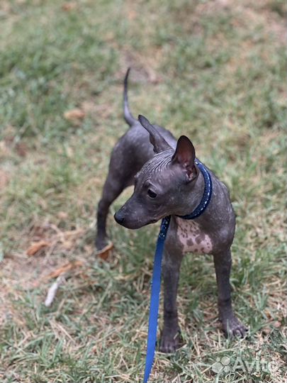 Щенки американского голого терьера