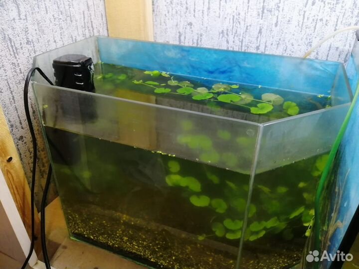 Аквариум