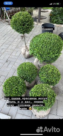 Сосна штамб / шар, туя