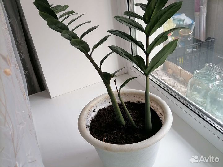 Замиокулькас