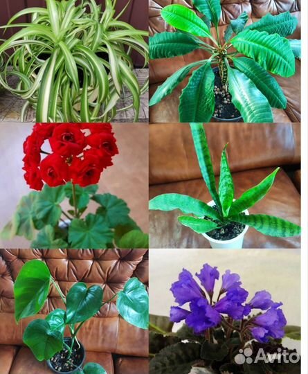 Цветы комнатные