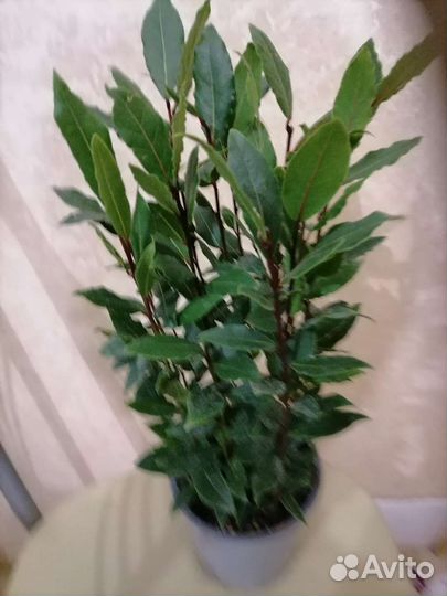 Лавровое дерево комнатные цветы вечнозеленое расте