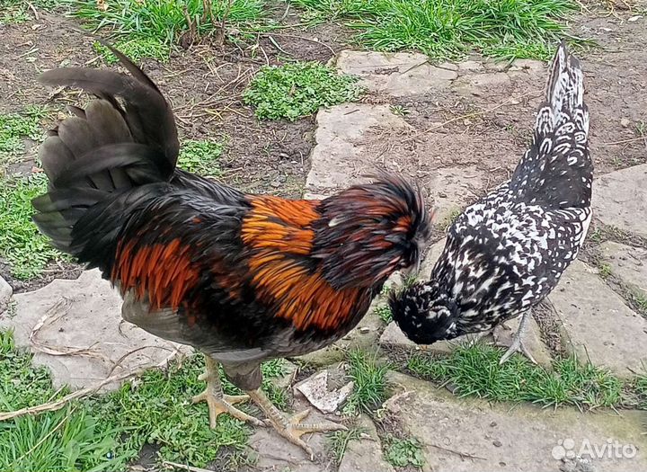 Падуан. Куры, цыплята, яйцо