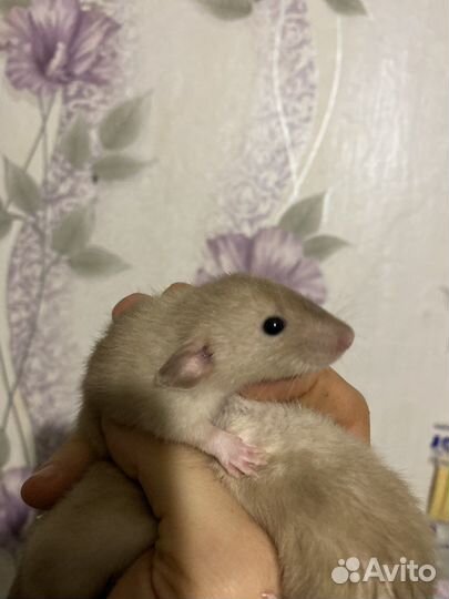 Крысята Дамбо Агути с клеткой