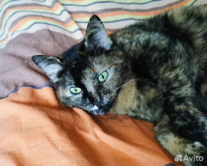 Кошка черепашка в дар