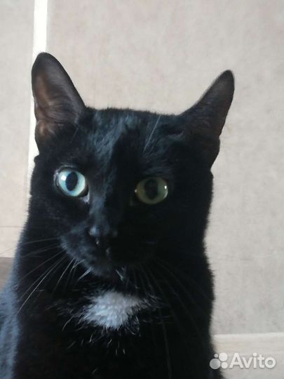 Кошка в дар