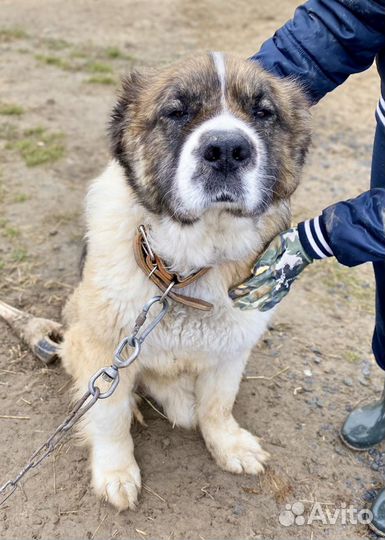 Московская сторожевая