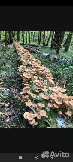 Грибы опята свежие