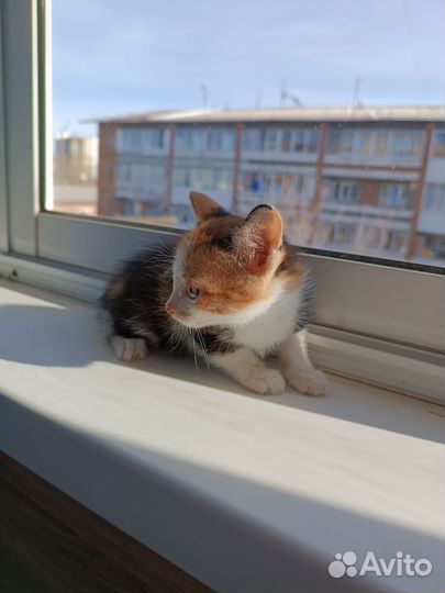 Котенок девочка трехцветная