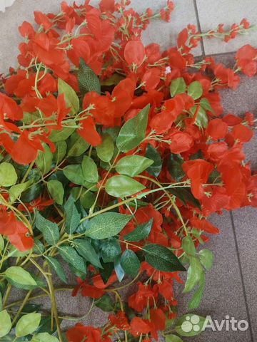 Красные глицинии