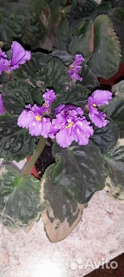 Фиалка,ахименес