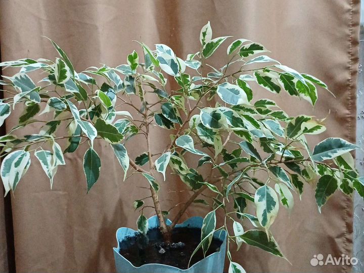 Фикус бенджамина большой,фикус бенджамина белый