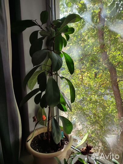 Фикус циатистипулла