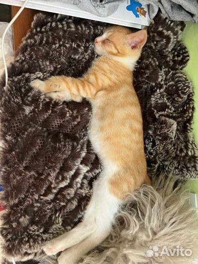 Котёнок мальчик в добрые руки