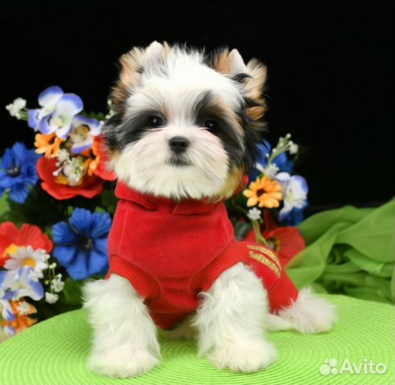 Щенок бивер терьер девочка, шоу