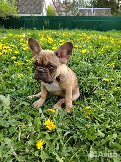 Шоколадный, лиловые, голубые, щенки француз