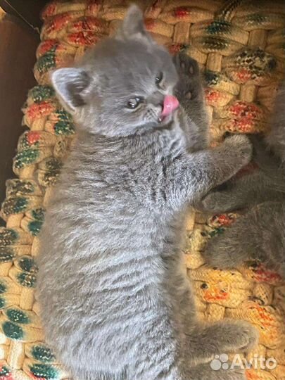Британские котята
