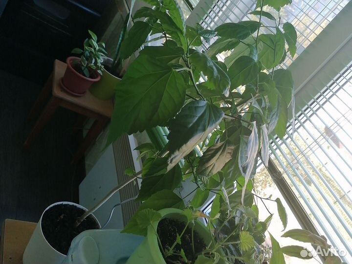 Фикус микрокарпа, отростки