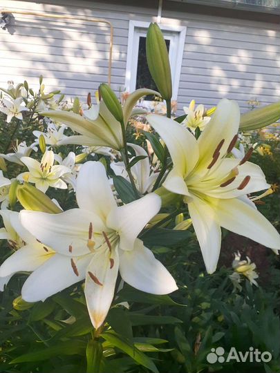 Гиппиаструм