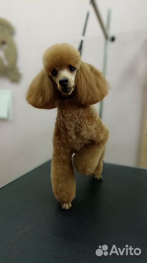 Щенки малого пуделя