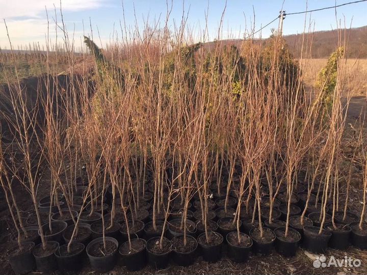 Саженцы Платан