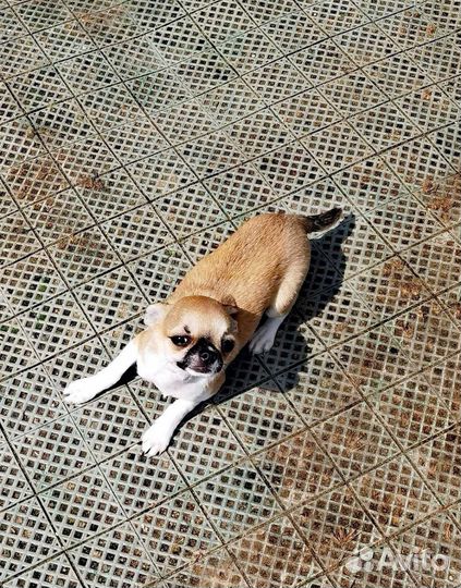 Чихуа минюшка мальчик 4,5 мес