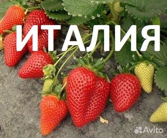 Рассада клубники(виктория) европа рем свежая