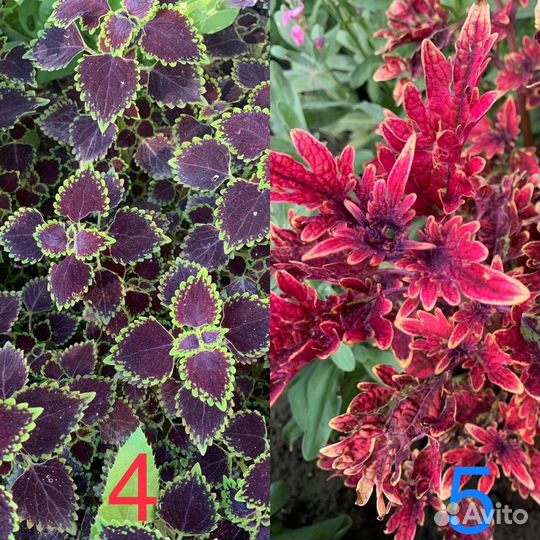 Колеусы вегетативные