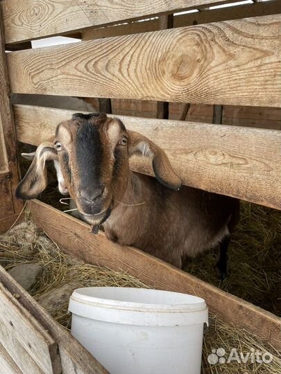 Коза дойная