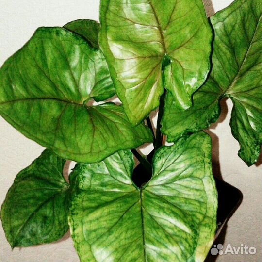 Сингониум т24