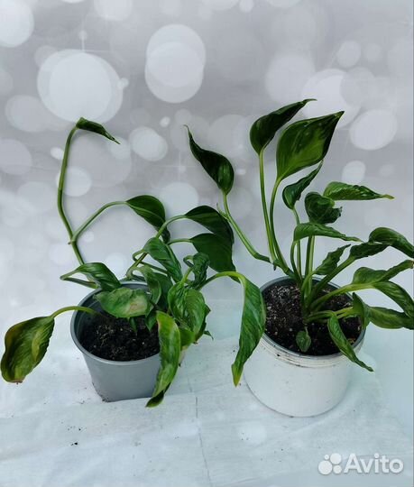 Эпипремнумы