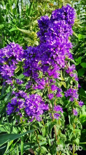 Многолетники садовые