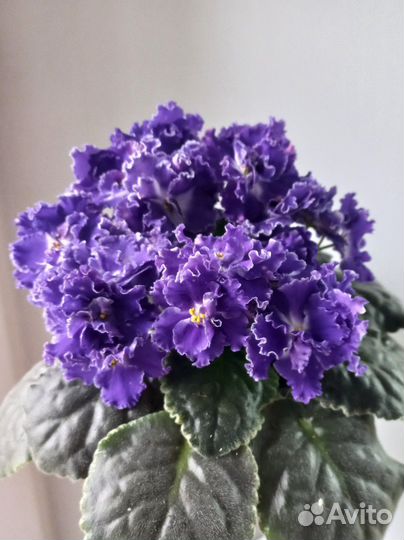 Фиалка ле Лунтик