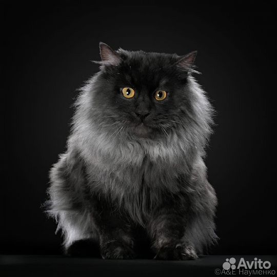 Курильский бобтейл вязка