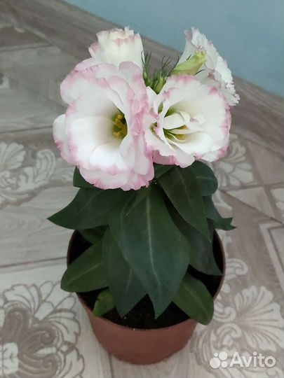 Эустома комнатная (лизиантус)