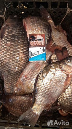 Свежая речная рыба