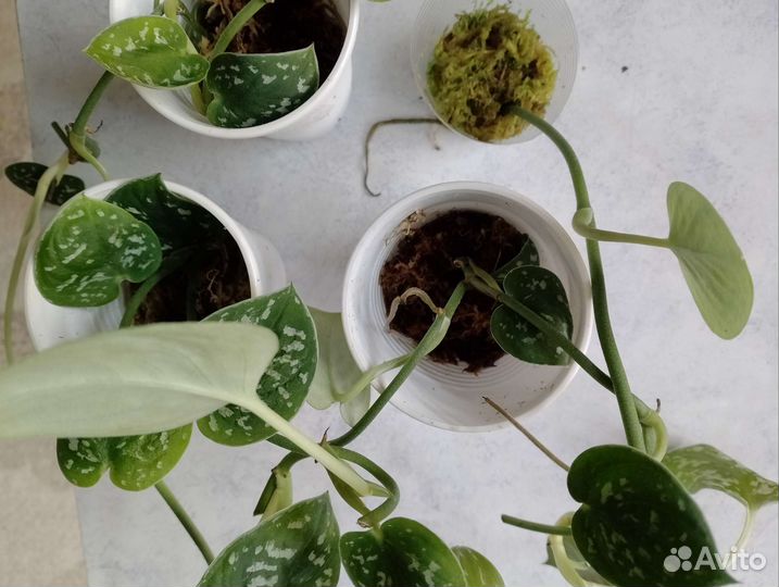 Сциндапсус