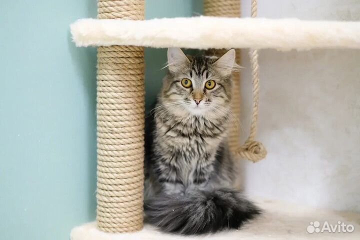 Кошка подросток в добрые руки