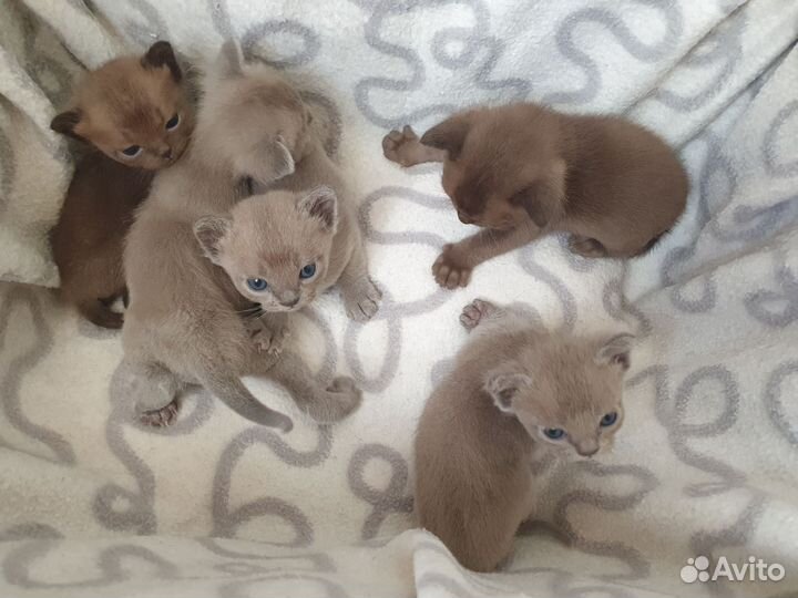 Бурманские котята