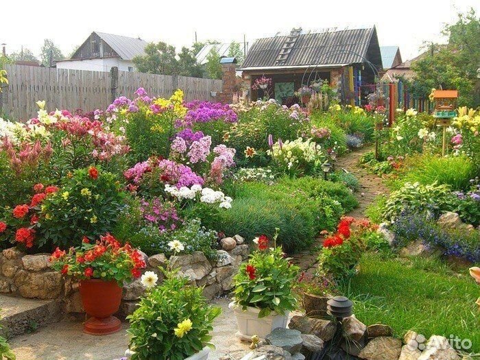 Луковичные цветы
