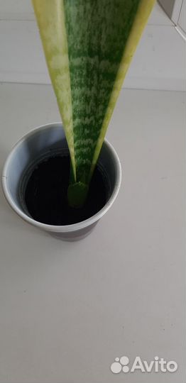 Сансевиерии