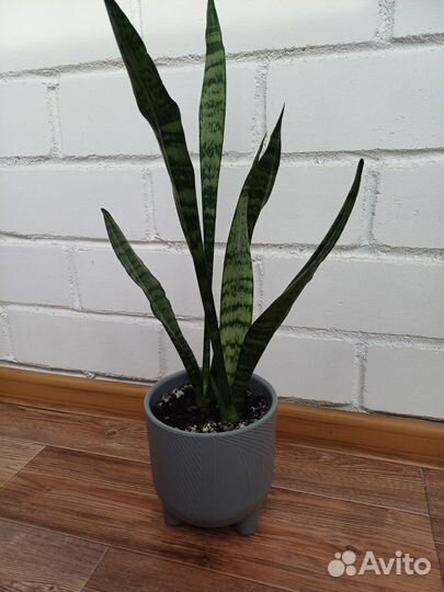 Сансевиерия щучий хвост